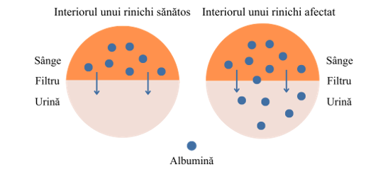 Interiorul unui rinichi