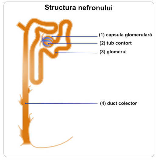 Structura Nefronului
