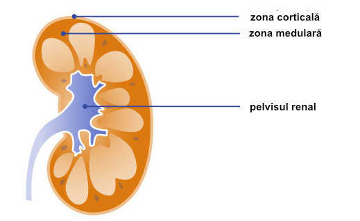 Structura rinichiului